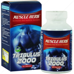 کپسول ماسل هرب بهتا دارو افزایش هورمون های مردانه 60 عدد